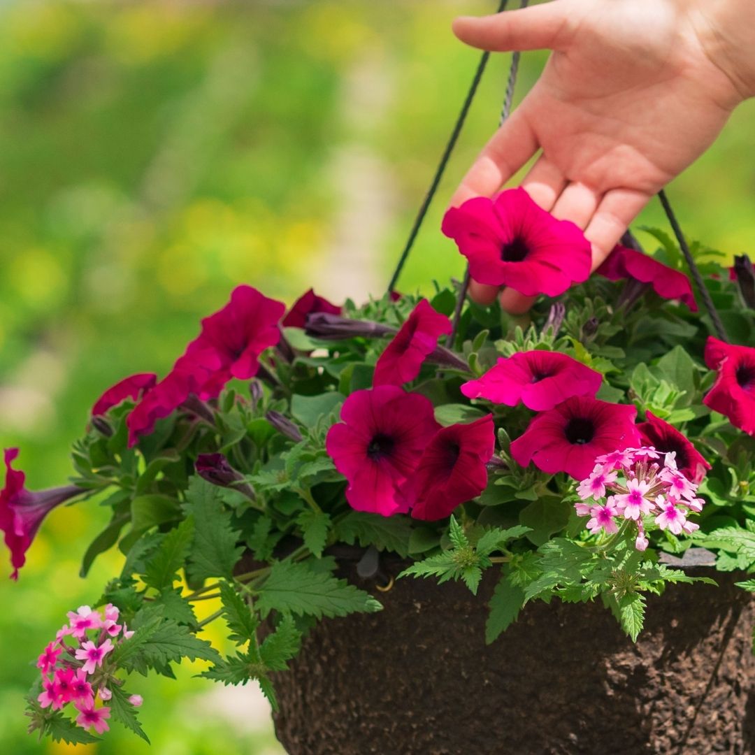 Combo – Night In Pompeii – 12″ Fiber Hanging Basket